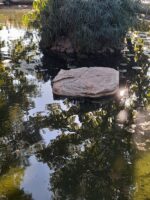 ΝΗΣΙΔΑ ΓΙΑ ΧΕΛΩΝΕΣ ( TURTLE BASKING ISLAND ) - Image 4